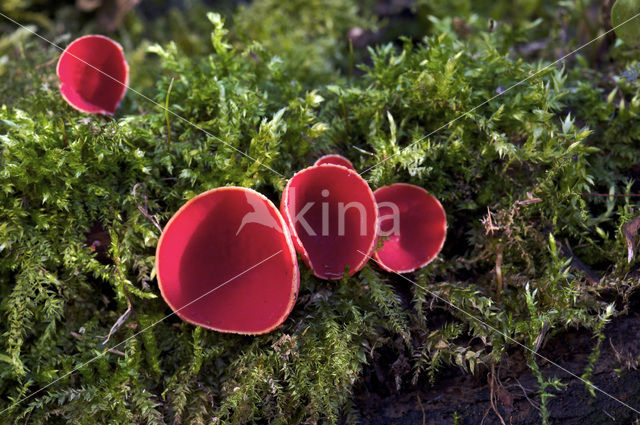 scarlet cup fungus (Sarcoscypha coccinea)