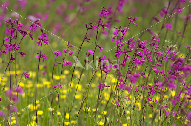 Rode pekanjer (Lychnis viscaria)