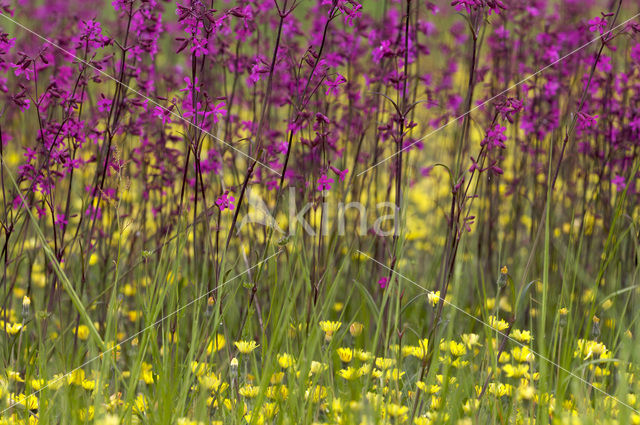 Rode pekanjer (Lychnis viscaria)