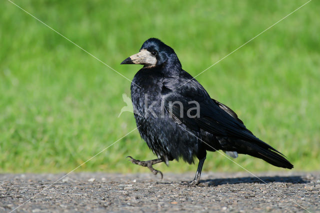 Roek (Corvus frugilegus)