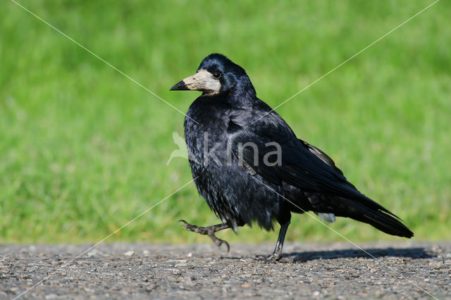 Rook (Corvus frugilegus)