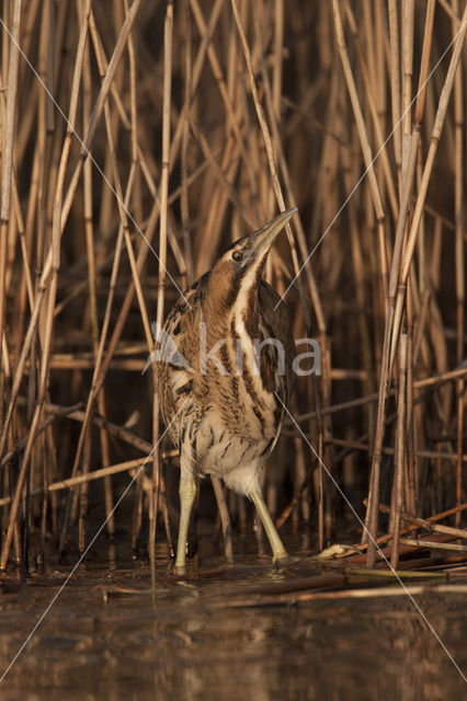 Bittern (Botaurus stellaris)