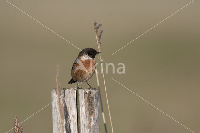 Roodborsttapuit (Saxicola rubicola)