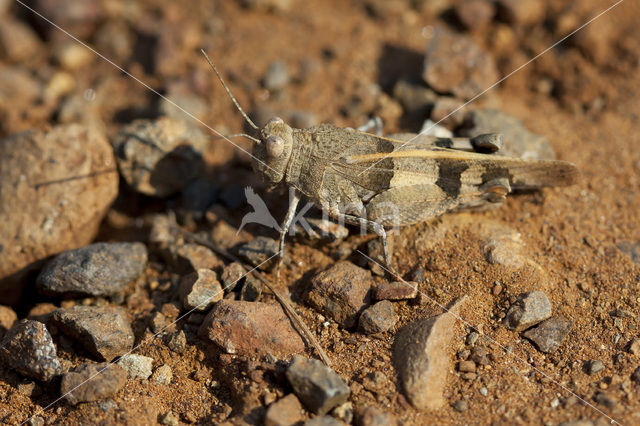 Red-winged Grasshopper (Oedipoda germanica)