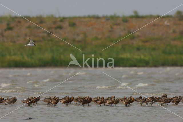 Rosse Grutto (Limosa lapponica)