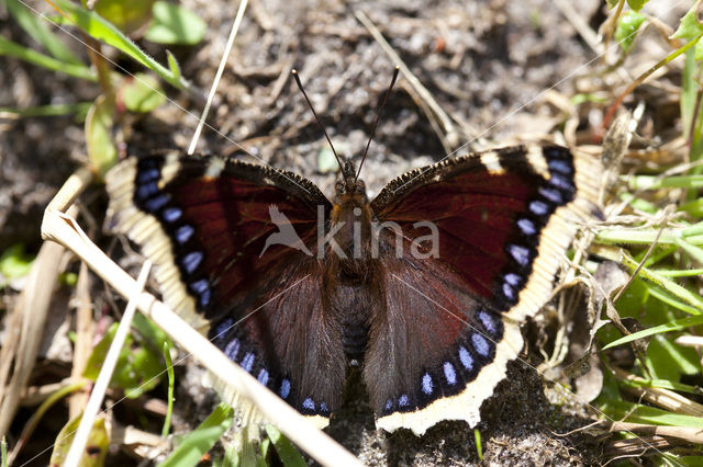 Camberwell Beauty (Nymphalis antiopa)