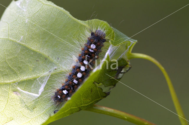 White Satin Moth (Leucoma salicis)