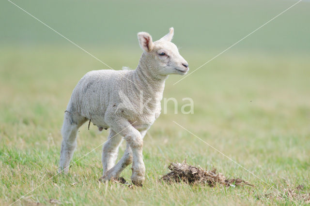 Sheep (Ovis domesticus)