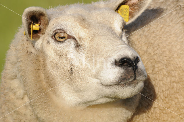 sheep (Ovis spec.)