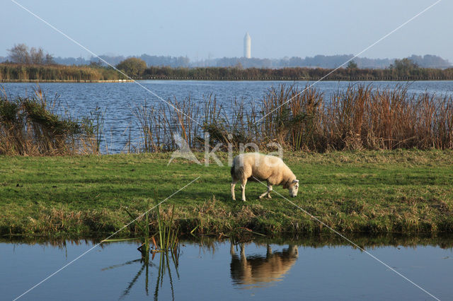 Schaap (Ovis domesticus)