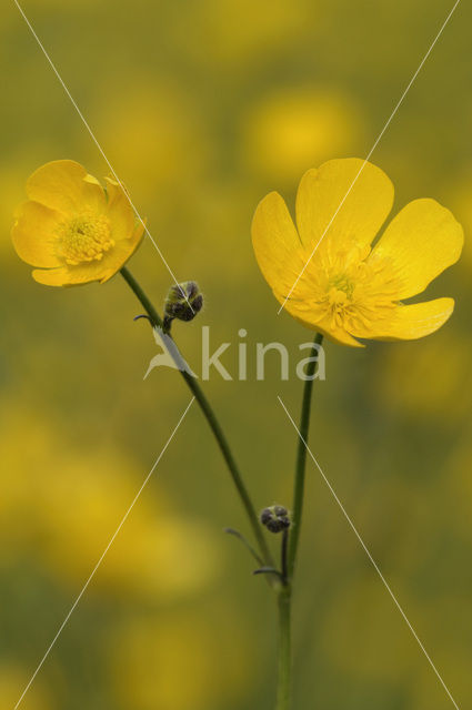 Scherpe boterbloem (Ranunculus acris)