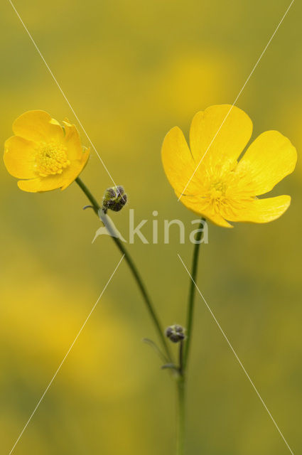 Scherpe boterbloem (Ranunculus acris)