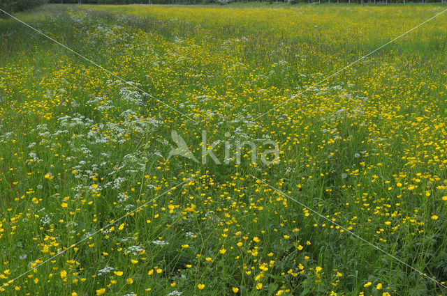 Scherpe boterbloem (Ranunculus acris)