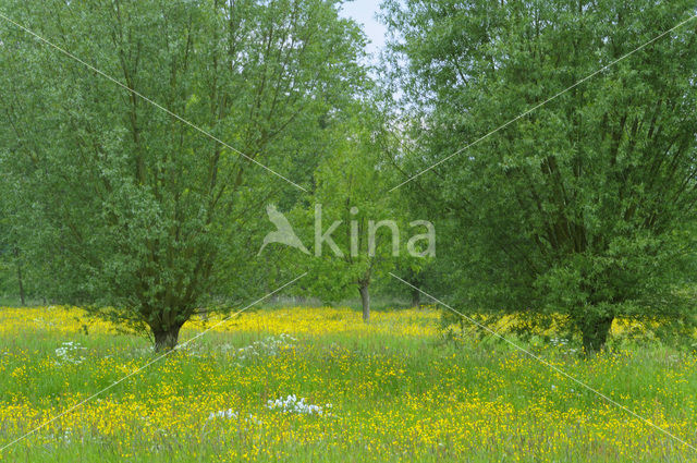 Meadow Buttercup (Ranunculus acris)