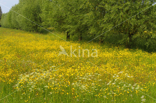 Scherpe boterbloem (Ranunculus acris)