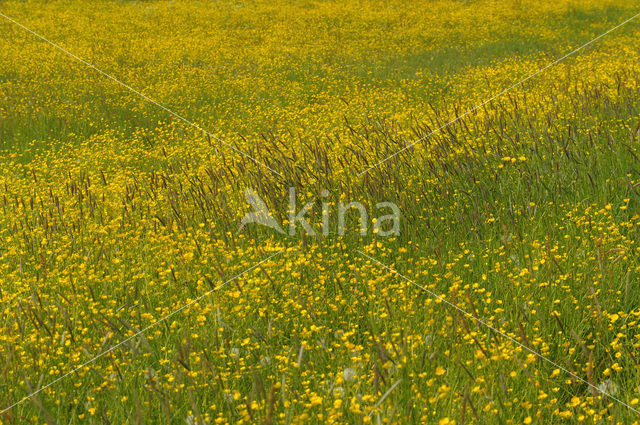 Scherpe boterbloem (Ranunculus acris)