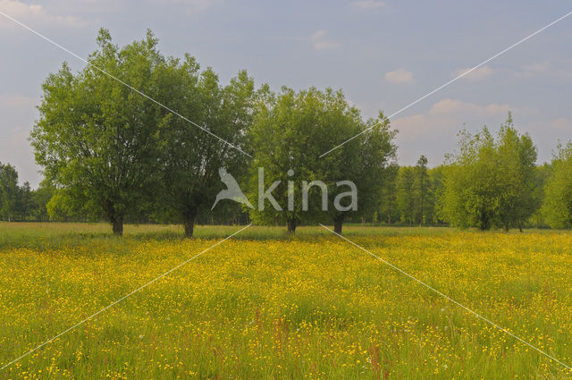 Meadow Buttercup (Ranunculus acris)