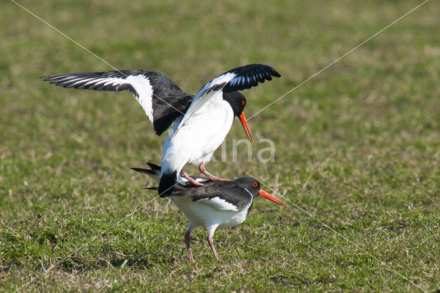 Oystercatcher (Haematopus ostralegus)