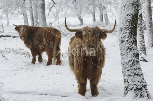 Highland Cow (Bos domesticus)