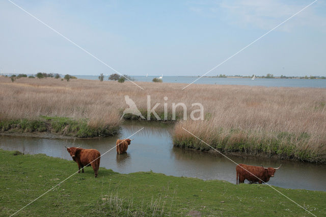 Highland Cow (Bos domesticus)