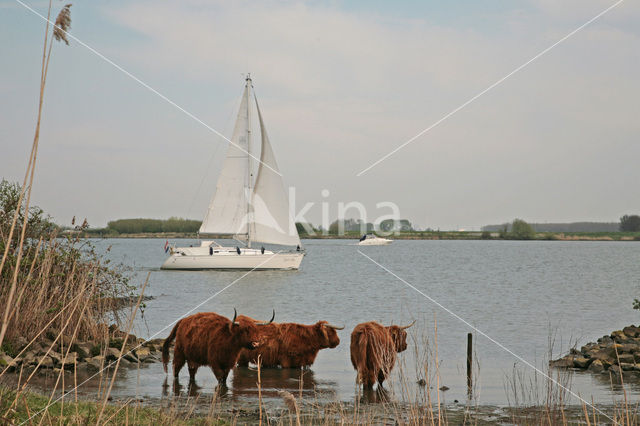 Highland Cow (Bos domesticus)