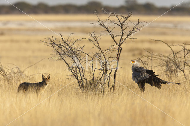 Secretary bird (Sagittarius serpentarius)