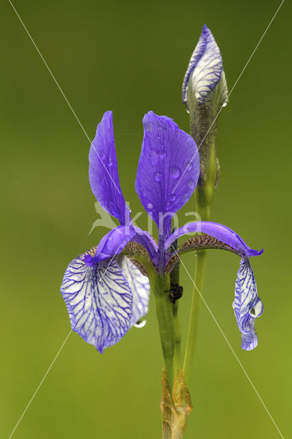 Siberian iris (Iris sibirica)