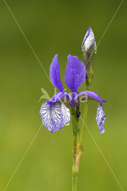Siberische lis (Iris sibirica)