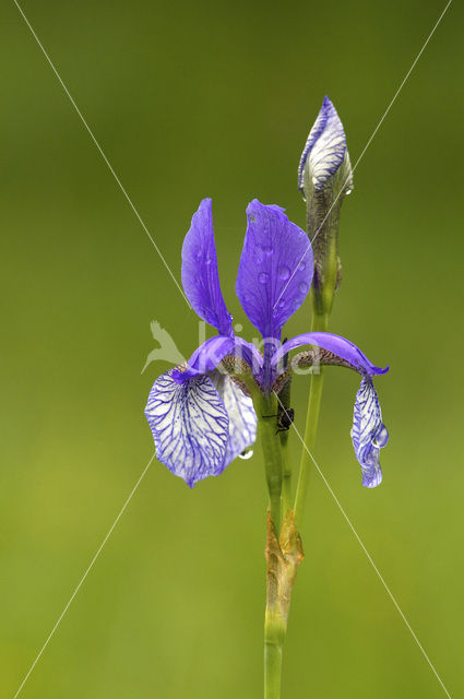 Siberian iris (Iris sibirica)