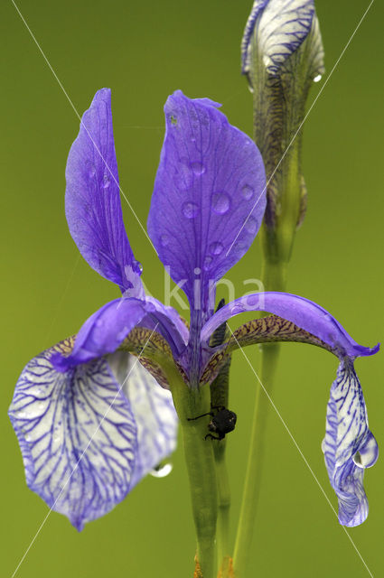 Siberian iris (Iris sibirica)