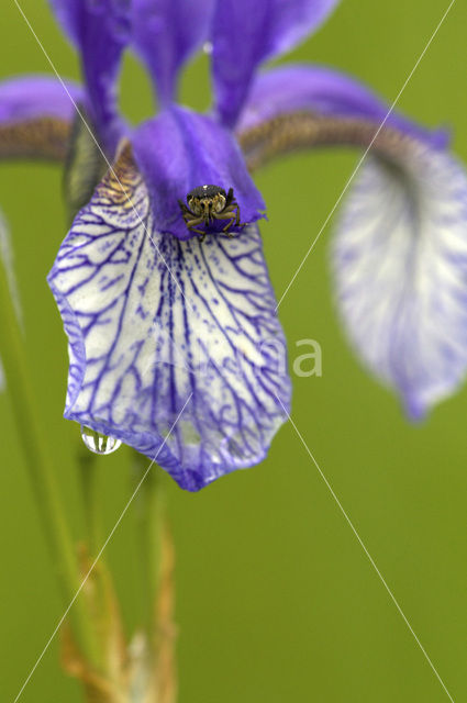 Siberian iris (Iris sibirica)