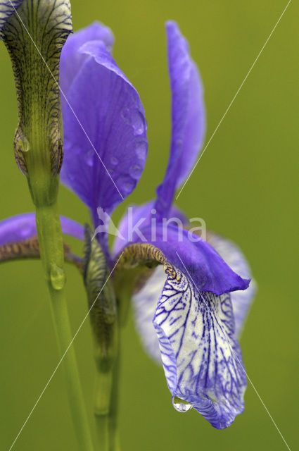 Siberische lis (Iris sibirica)