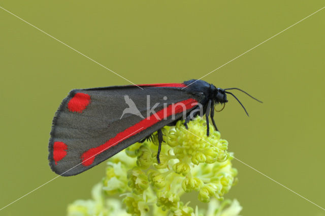 The Cinnabar (Tyria jacobaeae)