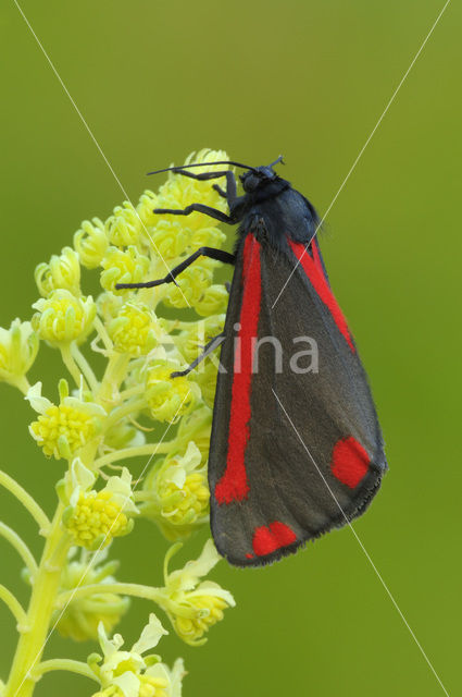 The Cinnabar (Tyria jacobaeae)