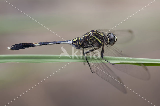 Slanke oeverlibel (Orthetrum sabina)