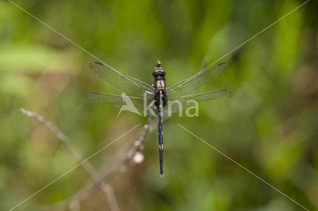 Slanke oeverlibel (Orthetrum sabina)