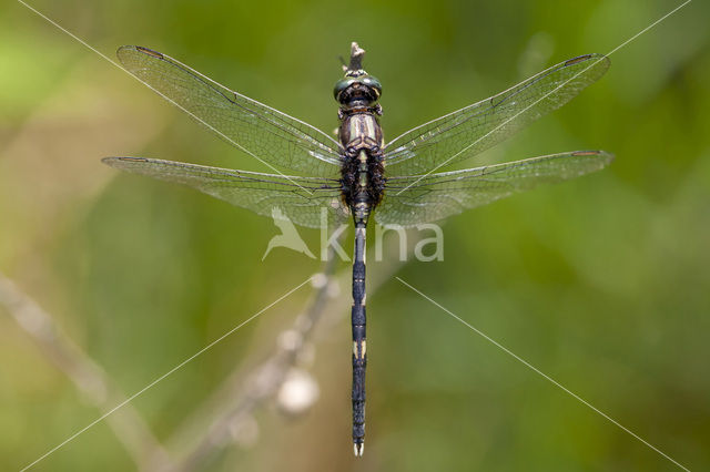 Slanke oeverlibel (Orthetrum sabina)