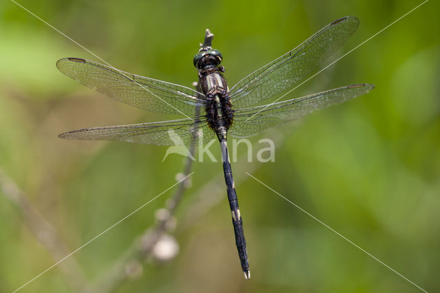 Slanke oeverlibel (Orthetrum sabina)