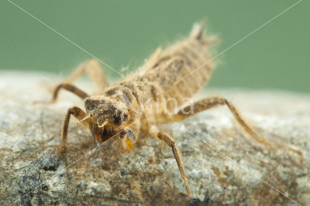 Slanke oeverlibel (Orthetrum sabina)