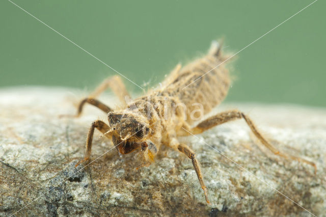 Slanke oeverlibel (Orthetrum sabina)