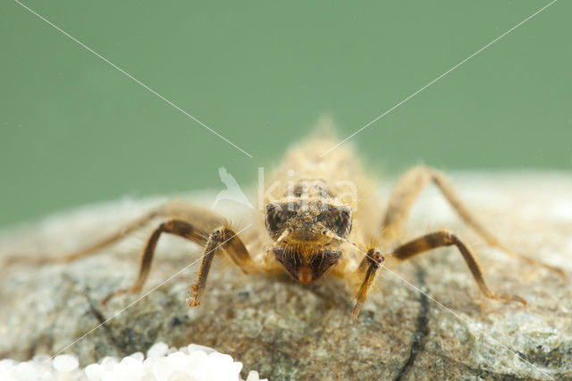 Slanke oeverlibel (Orthetrum sabina)