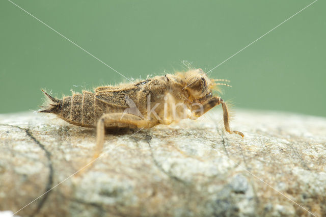 Slanke oeverlibel (Orthetrum sabina)