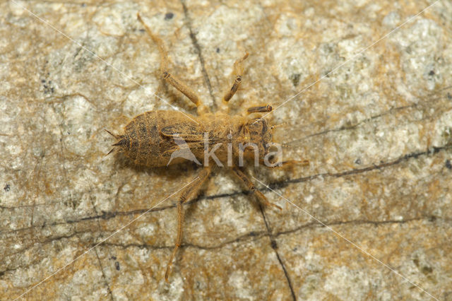 Slanke oeverlibel (Orthetrum sabina)