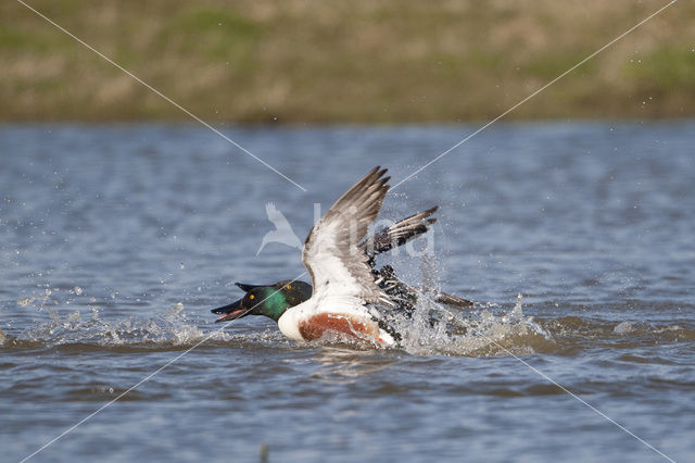 Northern Shoveler (Anas clypeata)