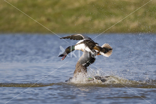 Northern Shoveler (Anas clypeata)