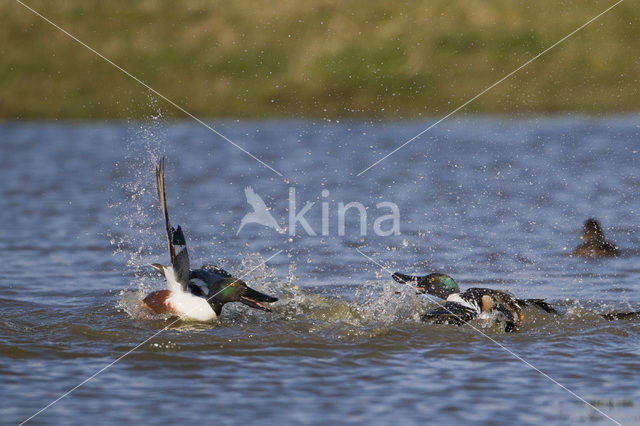 Northern Shoveler (Anas clypeata)