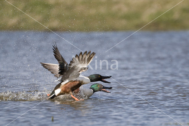 Northern Shoveler (Anas clypeata)