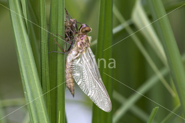 Downy Emerald (Cordulia aenea)