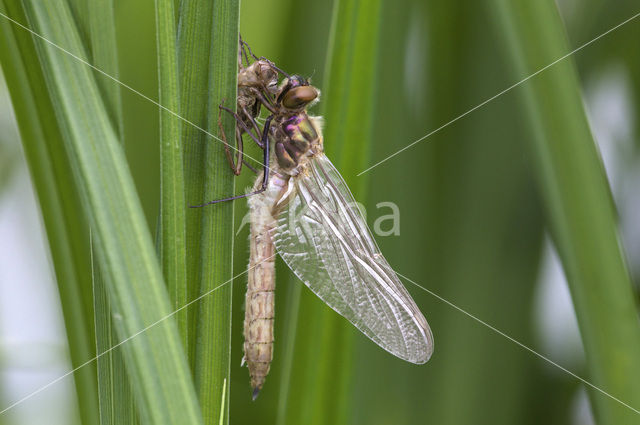 Downy Emerald (Cordulia aenea)