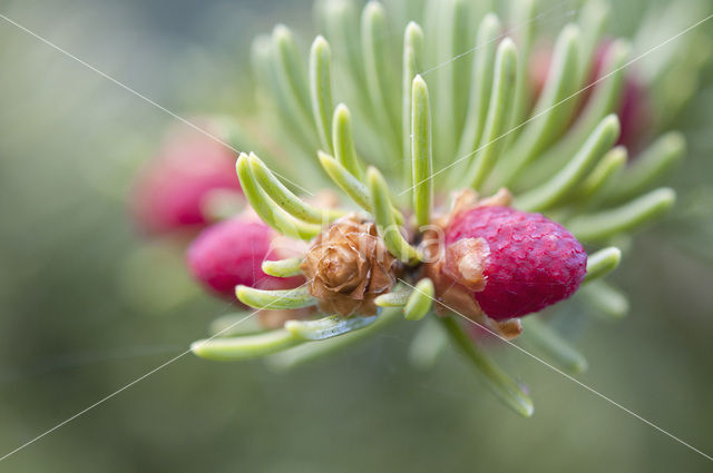 Spruce (Picea)